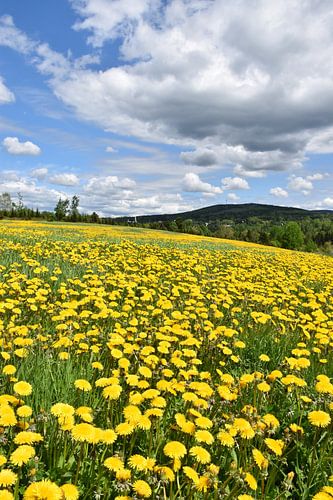 Een gebied met paardebloembloemen