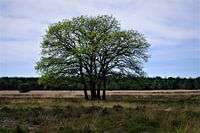 Nature and landscapes