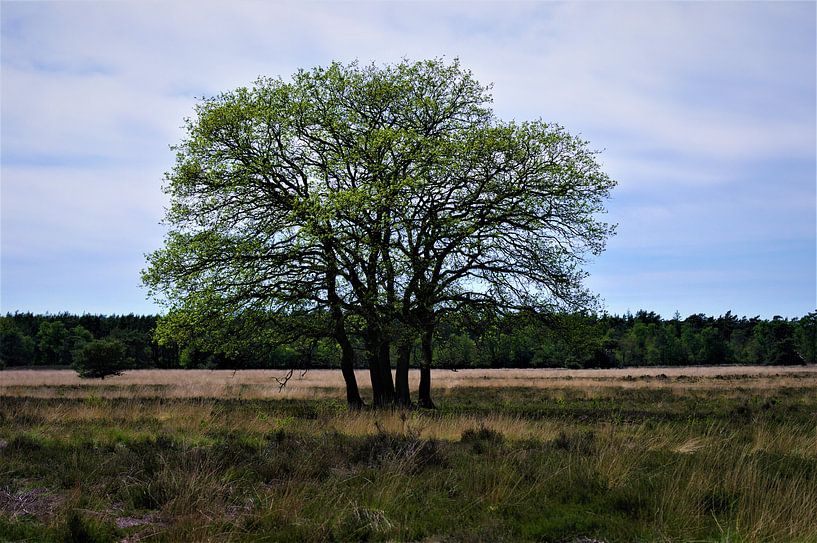 Nature and landscapes by MartinsPhotocorner