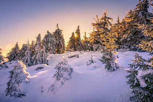 Harz spruces at the Brocken