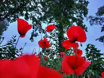 Mohnblumen von M.Kim