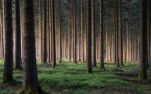 Eifel, North Rhine-Westphalia, Germany