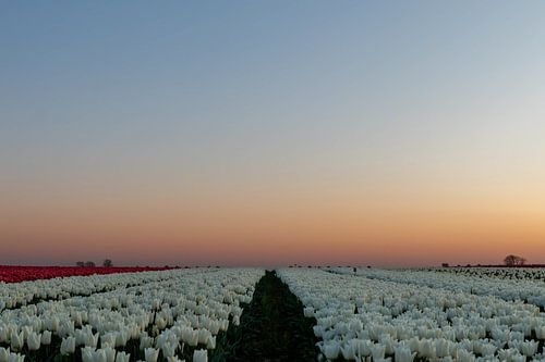 La marche des tulipes.