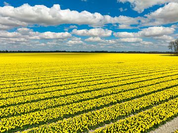 Gelbe Tulpen, die im Frühling auf landwirtschaftlichen Feldern wachsen