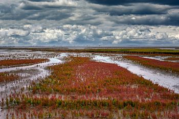 Flowering samphire on the Eiderstedt peninsula