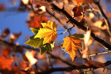 Feuilles de trois couleurs sur Cornelis (Cees) Cornelissen