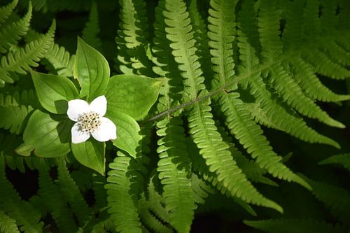 Een varen in het bos