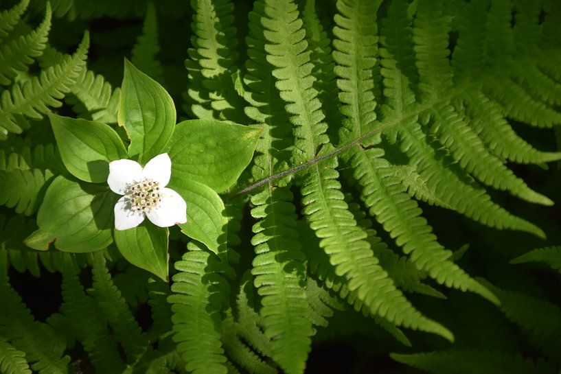 Ein Farn im Wald von Claude Laprise