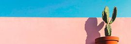 Cactus sur fond pastel sur Poster Art Shop