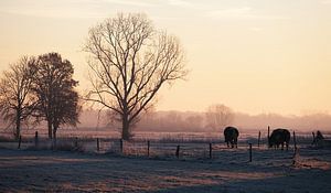 Paysage hollandais à l'aube