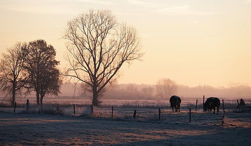 Hollands landschap bij ochtendgloren