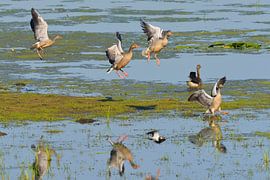 Grey geese in the morning by Karin Jähne
