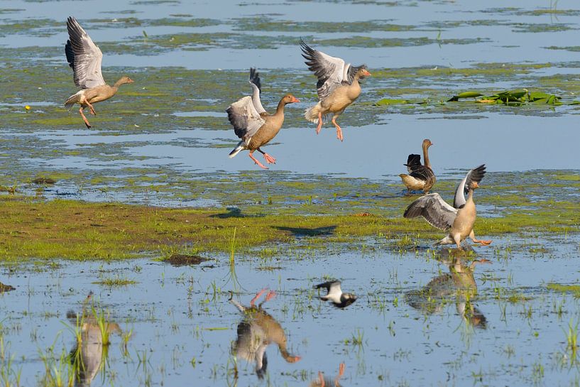 Grey geese in the morning by Karin Jähne