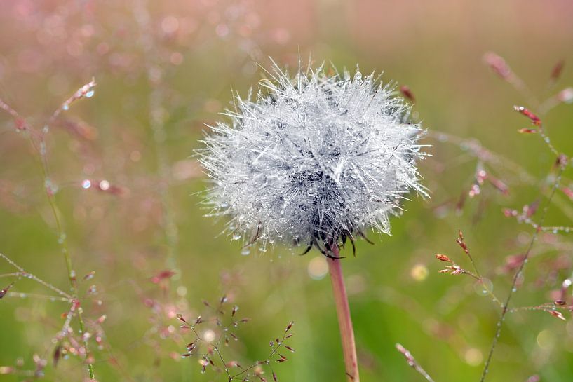 Pusteblume von Kurt Krause