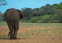 Olifant op weg naar ....