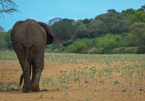 Elefant auf dem Weg nach ... von Ed Dorrestein