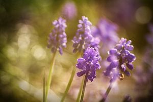 Wonderful in purple von Theo Bakker