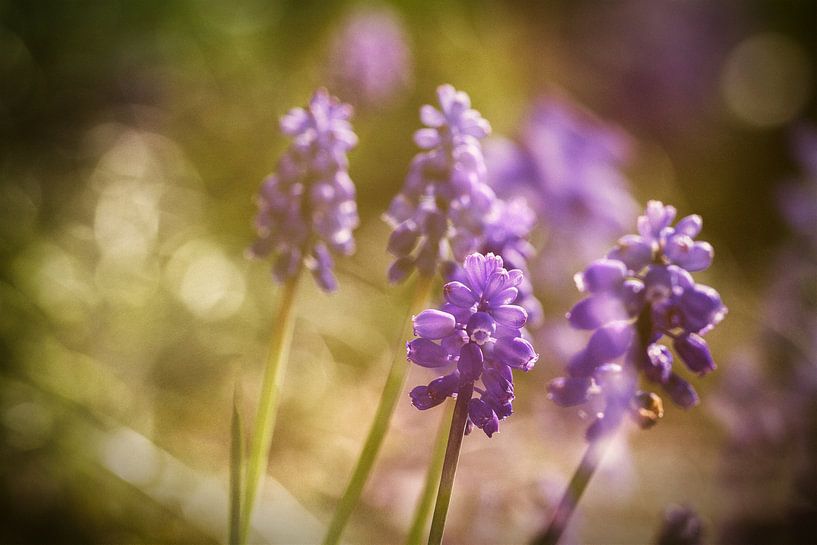 Wonderful in purple van Theo Bakker