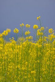 Kontrast von Christina Bauer Photos