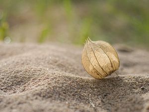 Vergankelijke schoonheid