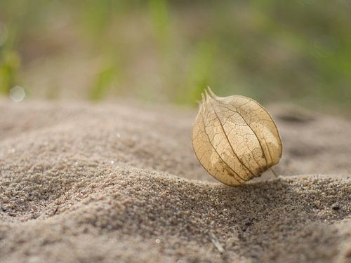 Vergankelijke schoonheid