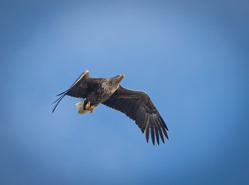 Nederlandse zeearend op jacht naar een prooi. van Wouter Van der Zwan