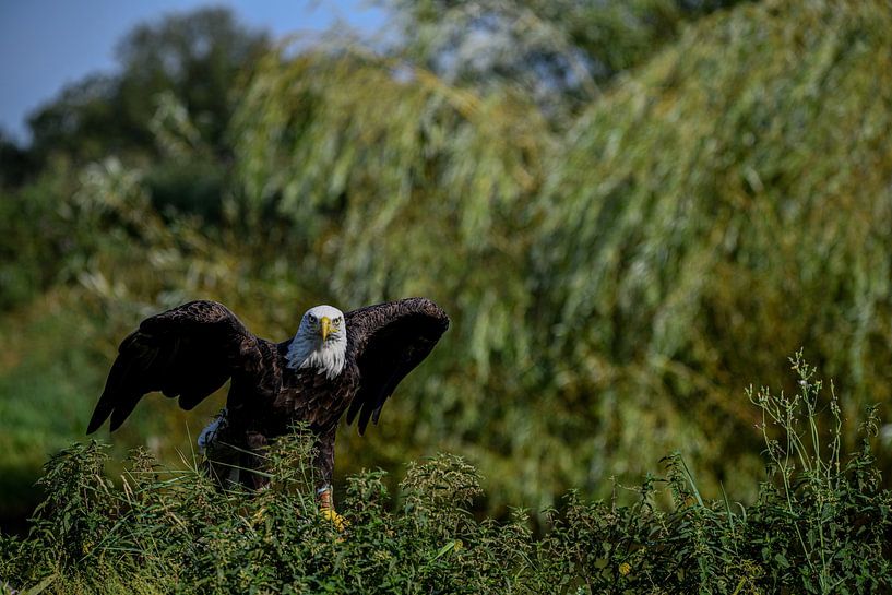 Weißkopfseeadler von Erik Ramaker den Ouden
