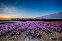 Bloemenveld in de avond