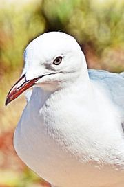 a white seagull by Werner Lehmann