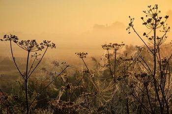 Mistige start van de dag