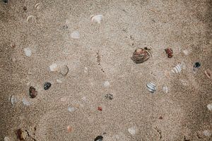 Une mer de coquillages | Zandvoort | Photographie de la nature Pays-Bas sur Trix Leeflang