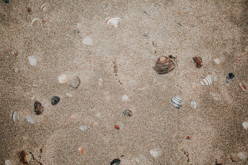 A sea of shells | Zandvoort | Nature photography The Netherlands by Trix Leeflang
