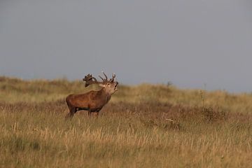 Deer at the rut in the National Park Vorpommersche Boddenlandschaft by Frank Fichtmüller