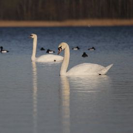 Knobbelzwanen en kuifeenden van Marcel Scheel