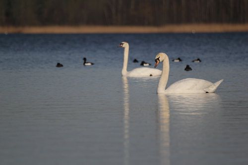 Knobbelzwanen en kuifeenden