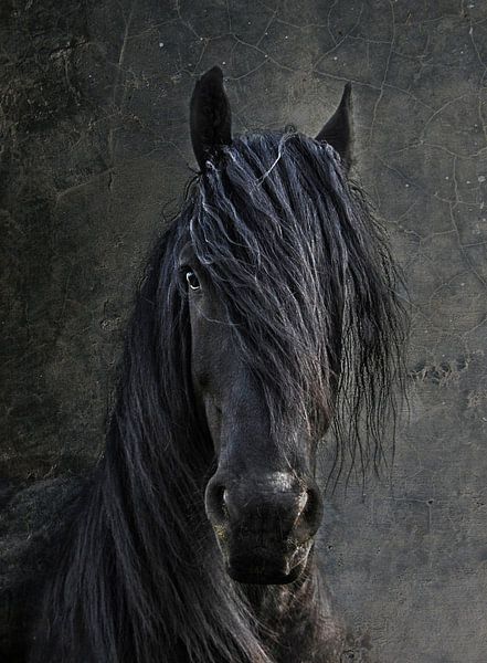 De Fries Hengst van Joachim G. Pinkawa