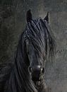 De Fries Hengst van Joachim G. Pinkawa thumbnail