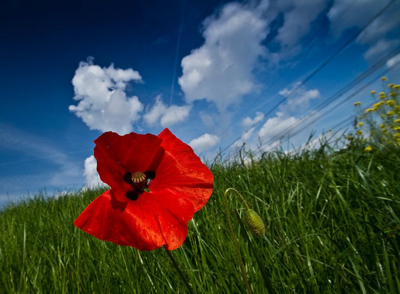 Klaproos by Mark Isarin | Fotografie