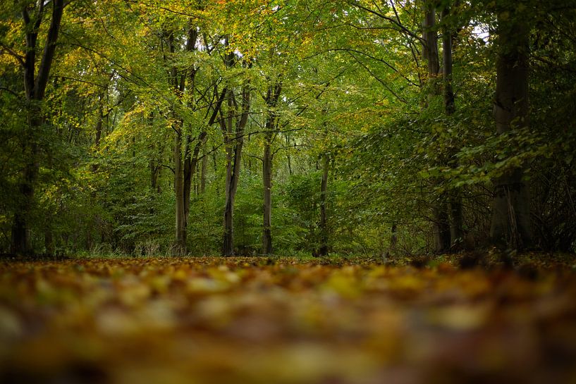 Down to earth by Jaap Kloppenburg