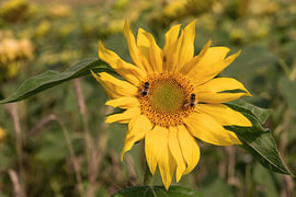 Die Blume und die Biene von Ellinor Creation