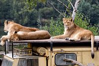 Lions - Lions
