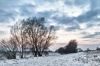 Winter Treescape