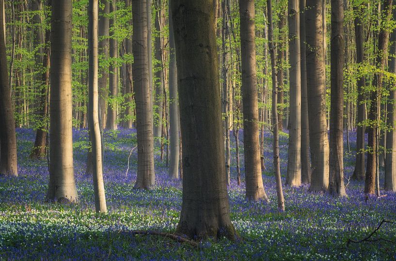 The General of the Blue Forest by Loris Photography