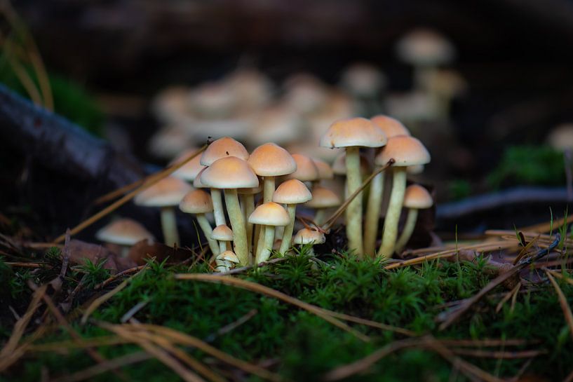 group of fungi by Tania Perneel