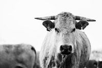 Cows Portrait