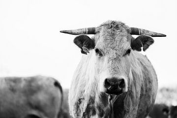 Koeien portret van Sabine Timman