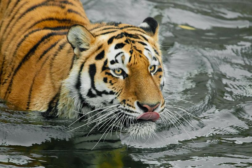 Schleicht sich an und leckt. Junger schöner Tiger mit ausdrucksvollen Augen geht auf dem Wasser (bad von Michael Semenov