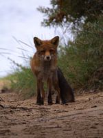 fox