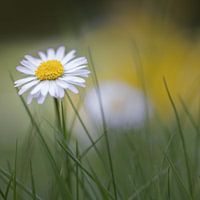 Little Daisy