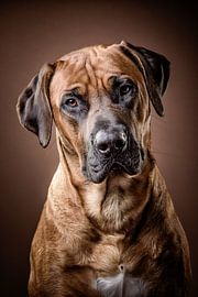 Rhodesian Ridgeback by Bob Van Hoyweghen